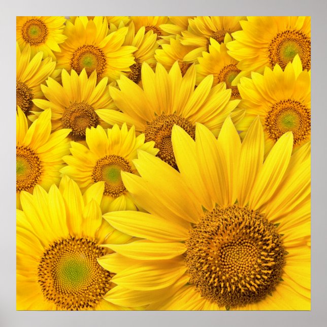 Yellow Sunflowers Poster (Front)