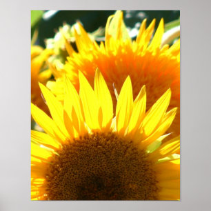 Yellow Sunflowers Poster
