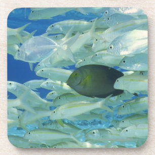 Yellow surgeon fish with yellow stripe goldfish coaster