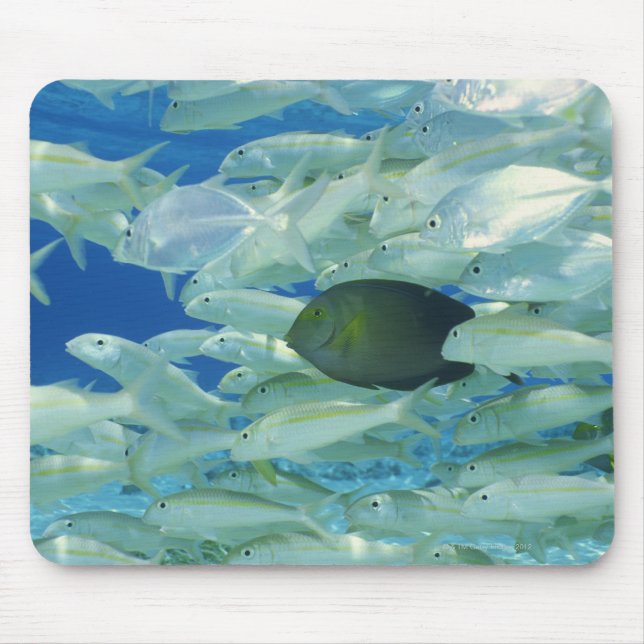 Yellow surgeon fish with yellow stripe goldfish mouse pad (Front)