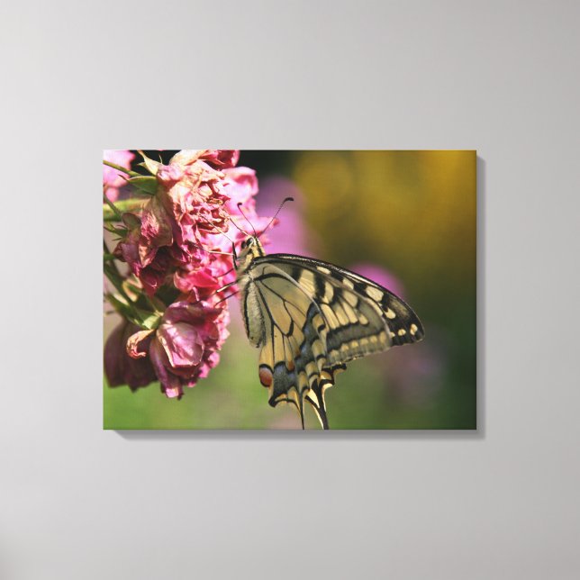 Yellow Swallowtail Butterfly Canvas Print (Front)