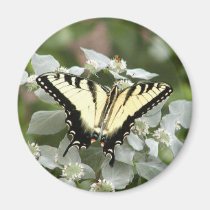 Yellow swallowtail butterfly magnet