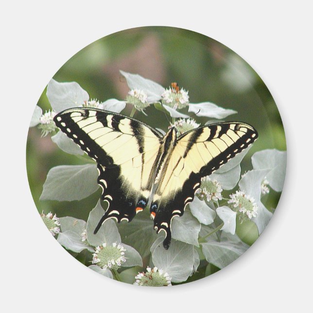 Yellow swallowtail butterfly magnet (Front)