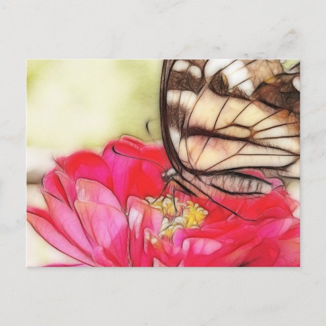 Yellow Swallowtail butterfly on a Zinnia Postcard (Front)