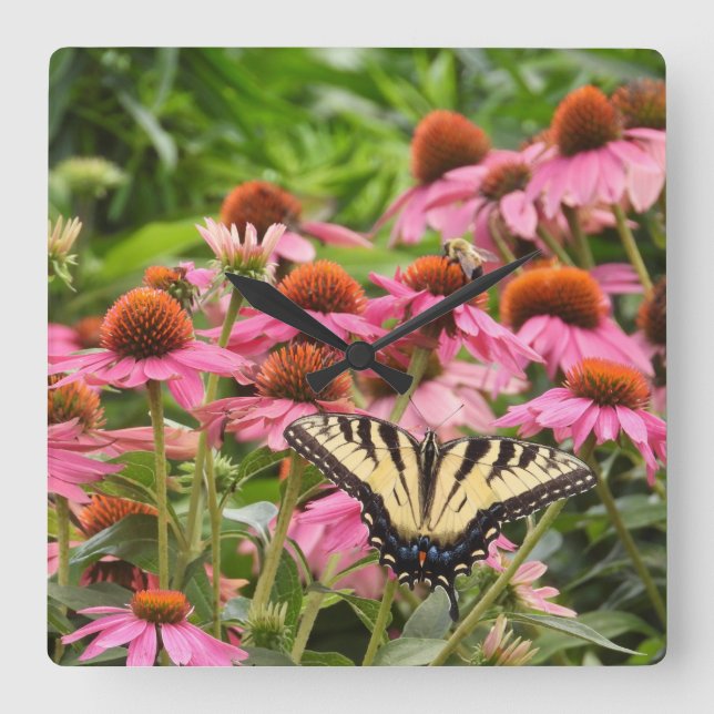 Yellow Swallowtail Butterfly on Echinacea Square Wall Clock (Front)