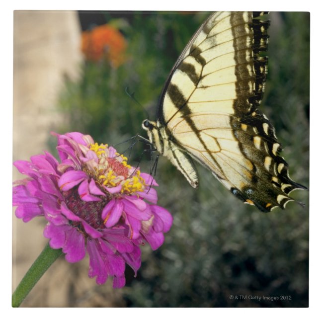 Yellow swallowtail butterfly perches on a zinnia tile (Front)