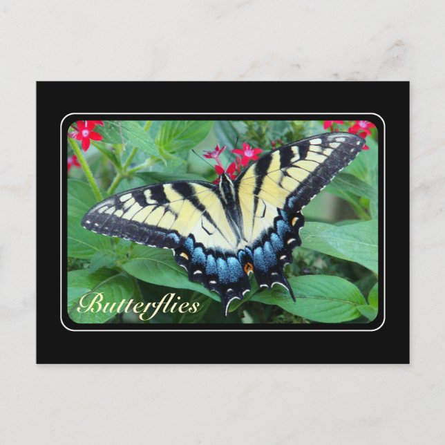 Yellow Swallowtail Butterfly Postcard (Front)