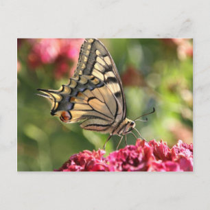 Yellow Swallowtail Butterfly Postcard