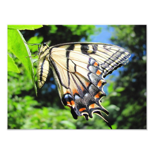 Yellow Swallowtail ~ Photo Print (Front)