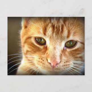 Yellow Tabby Cat Postcard