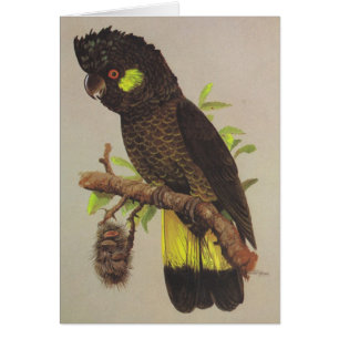 Yellow-tailed Black Cockatoo