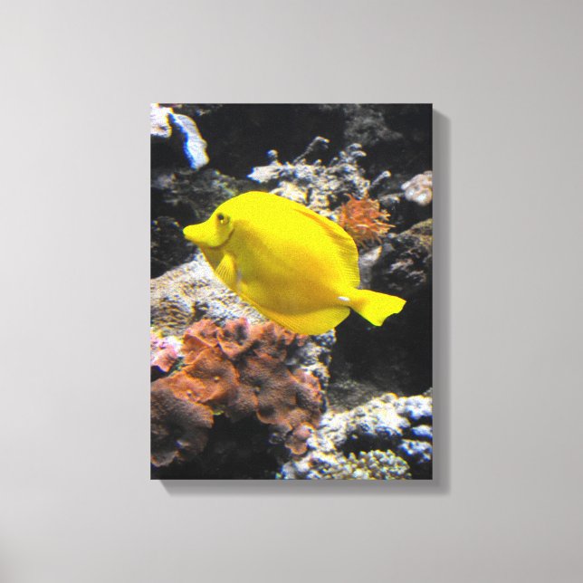 Yellow tang fish canvas print (Front)