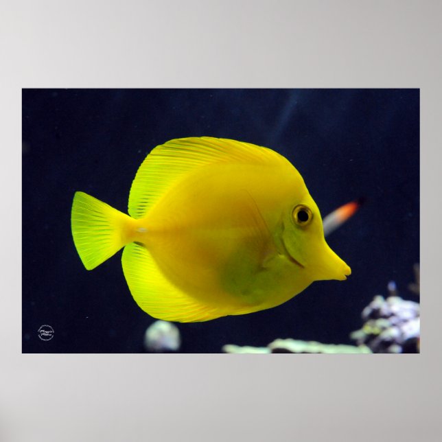 Yellow Tang Poster (Front)