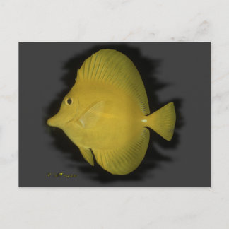 Yellow Tang - Solitude Postcard