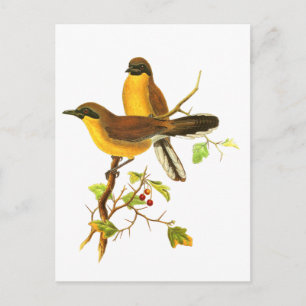 Yellow-throated Laughingthrush Postcard