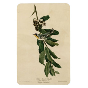 Yellow Throated Warbler Audubon's Birds of America Magnet
