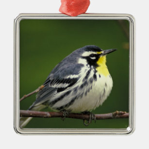 Yellow-throated Warbler (Dendroica dominica) Metal Tree Decoration