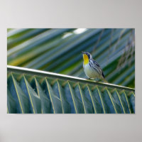 Yellow-Throated Warbler in a Palm Tree