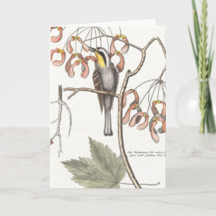 Yellow Throated Warbler / Seligmann - Catesby Card