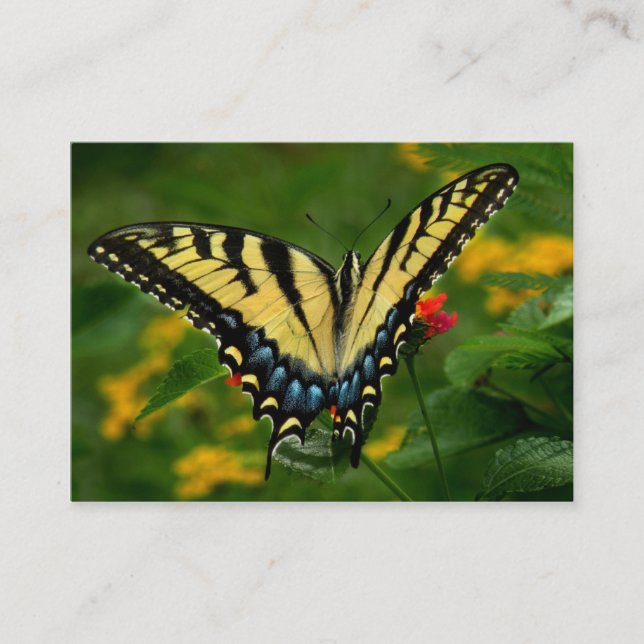 Yellow Tiger Swallowtail Butterfly ATC Card (Front)