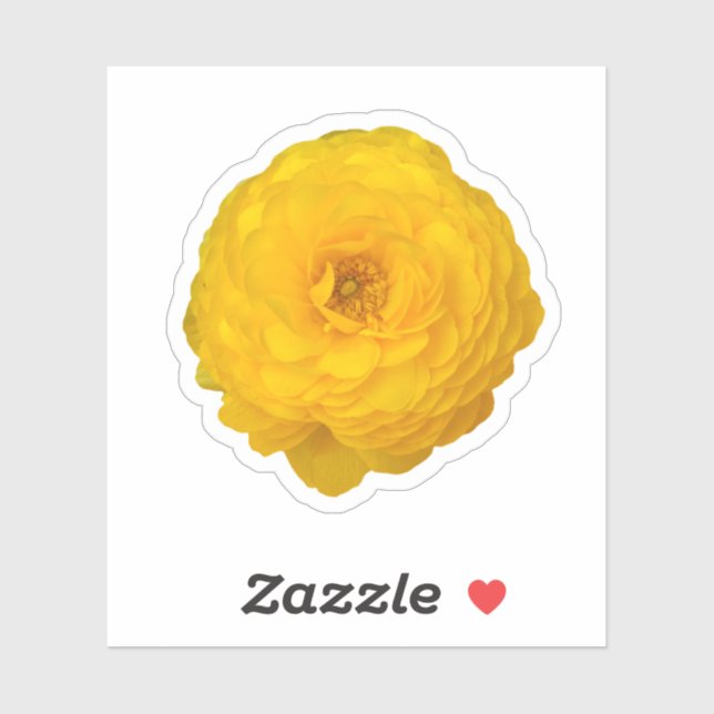 Yellow Transvaal Daisy Blossom (Sheet)