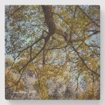 Yellow Tree in Autumn