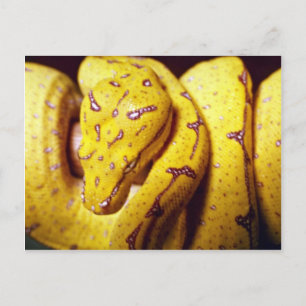 Yellow-tree python, baby postcard