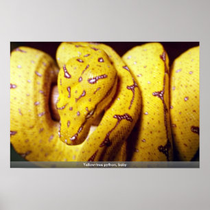 Yellow-tree python, baby poster