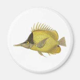 Yellow Tropical Chelmon Longirostris, Vintage Fish Magnet