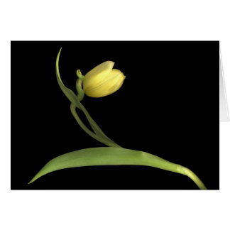 Yellow tulip