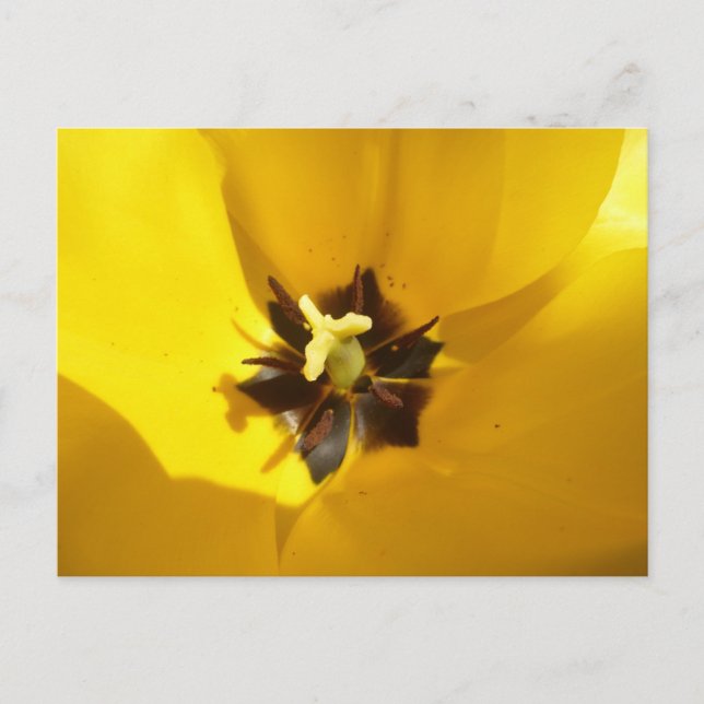 Yellow Tulip Close Up DIY Postcard (Front)