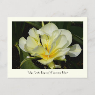 Yellow Tulip Collectable Post Card