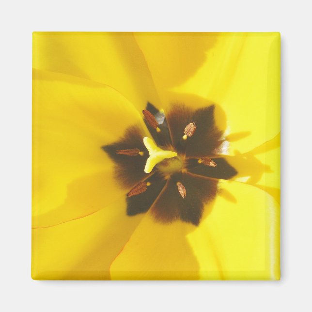 Yellow Tulip Exposed Magnet (Front)