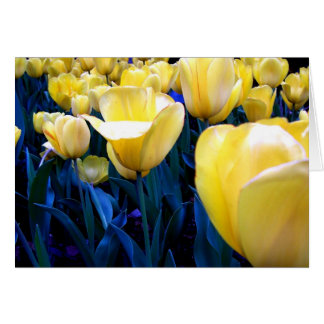 yellow tulip field
