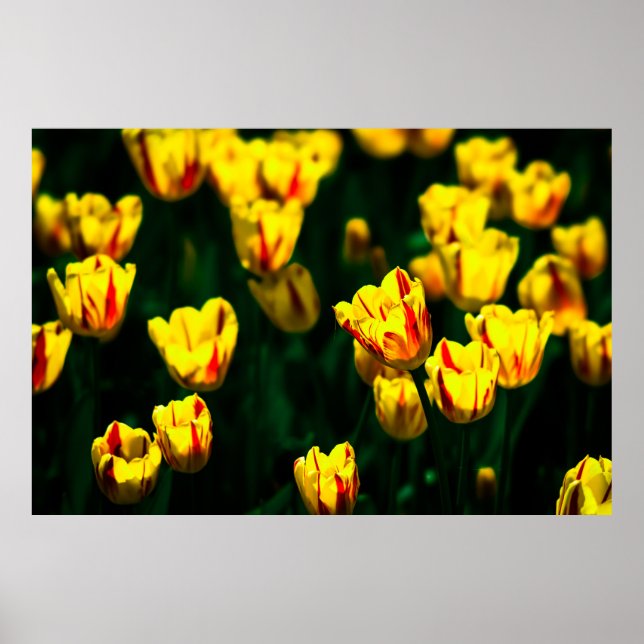 Yellow tulip flowers poster (Front)