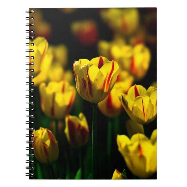 Yellow tulip flowers spiral notebook (Front)