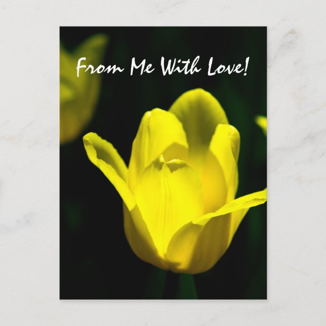 Yellow Tulip - From Me With Love Postcard (Front)