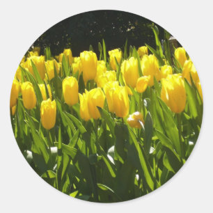 Yellow Tulip Garden Classic Round Sticker