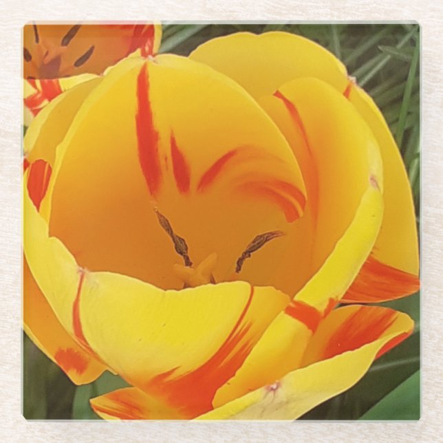 Yellow Tulip Glass Coaster (Front)