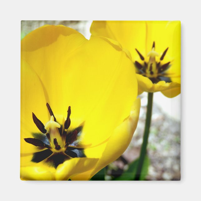 Yellow Tulip Magnet (Front)