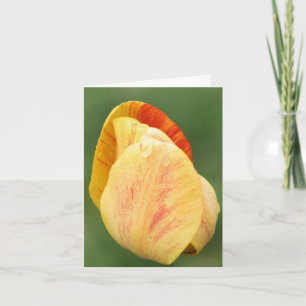 Yellow Tulip Petals Flower Photography Note Card