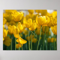 Yellow Tulip plants