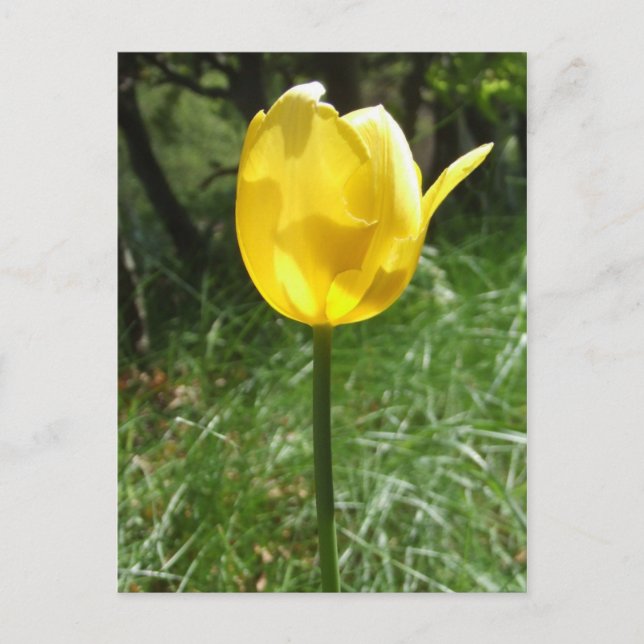 Yellow Tulip Postcard (Front)