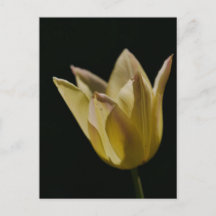Yellow Tulip
