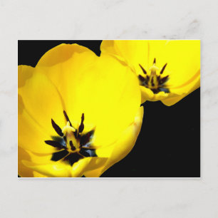 Yellow Tulip Postcard