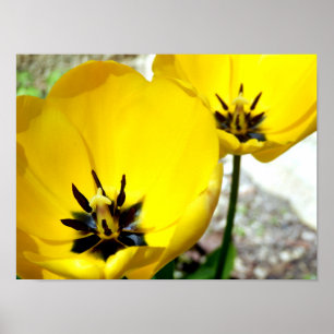 Yellow Tulip Poster