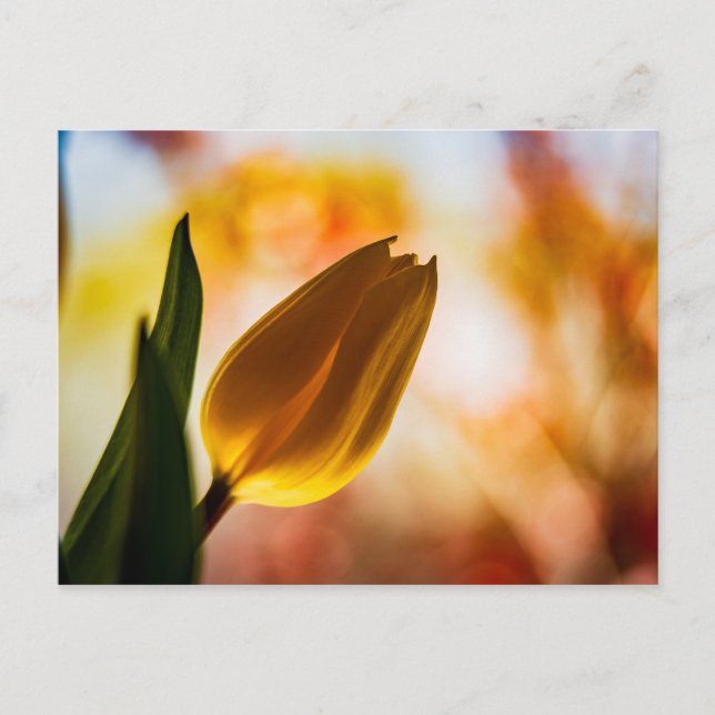 Yellow Tulip Quick Hello PostCard (Front)