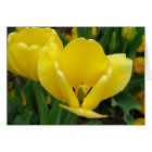 Yellow Tulip - Spring Flower Opening Wide!