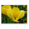 Yellow Tulip - Spring Flower Opening Wide!