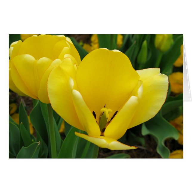Yellow Tulip - Spring Flower Opening Wide! (Front Horizontal)